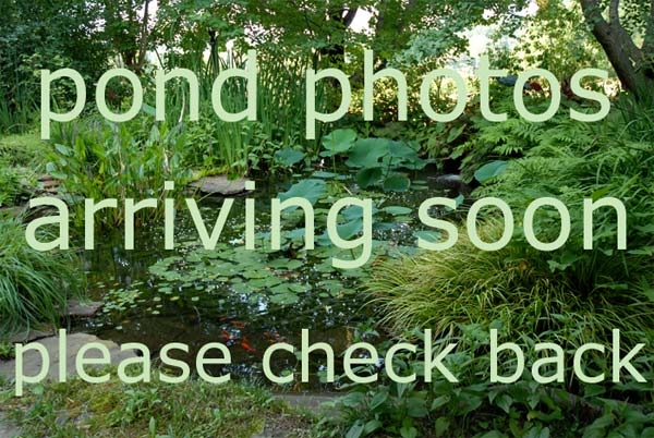 more beautiful pond photos coming soon please check back